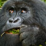 How much does gorilla trekking cost?