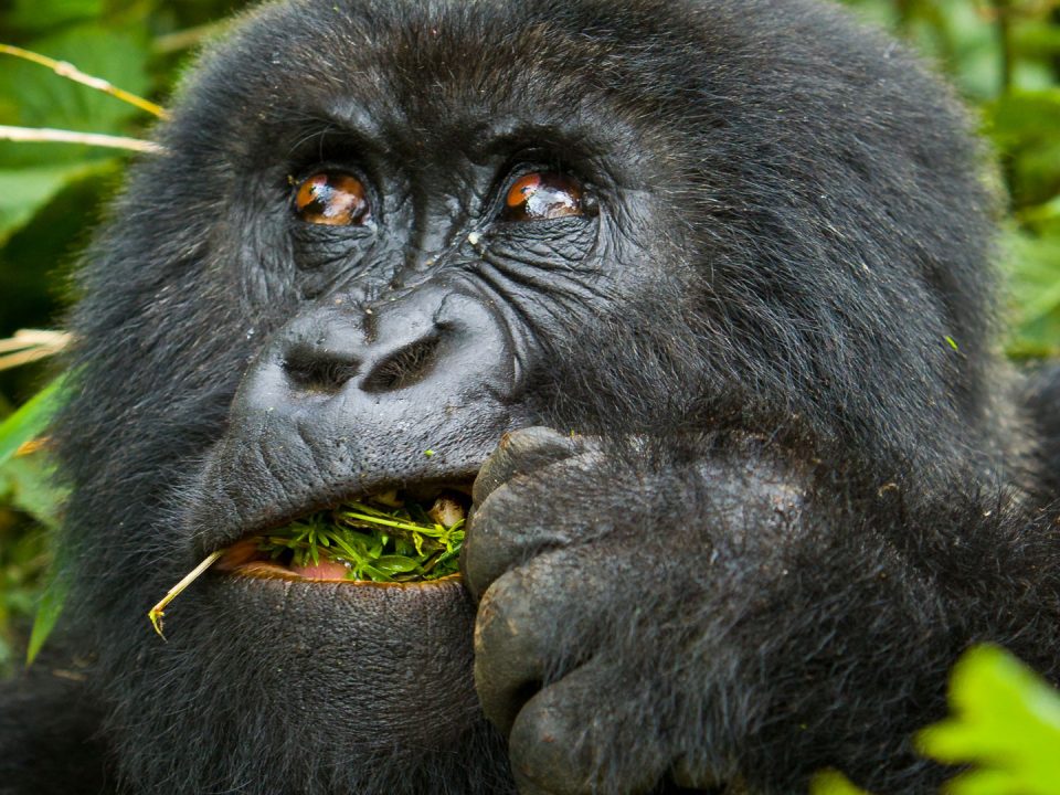 How much does gorilla trekking cost?