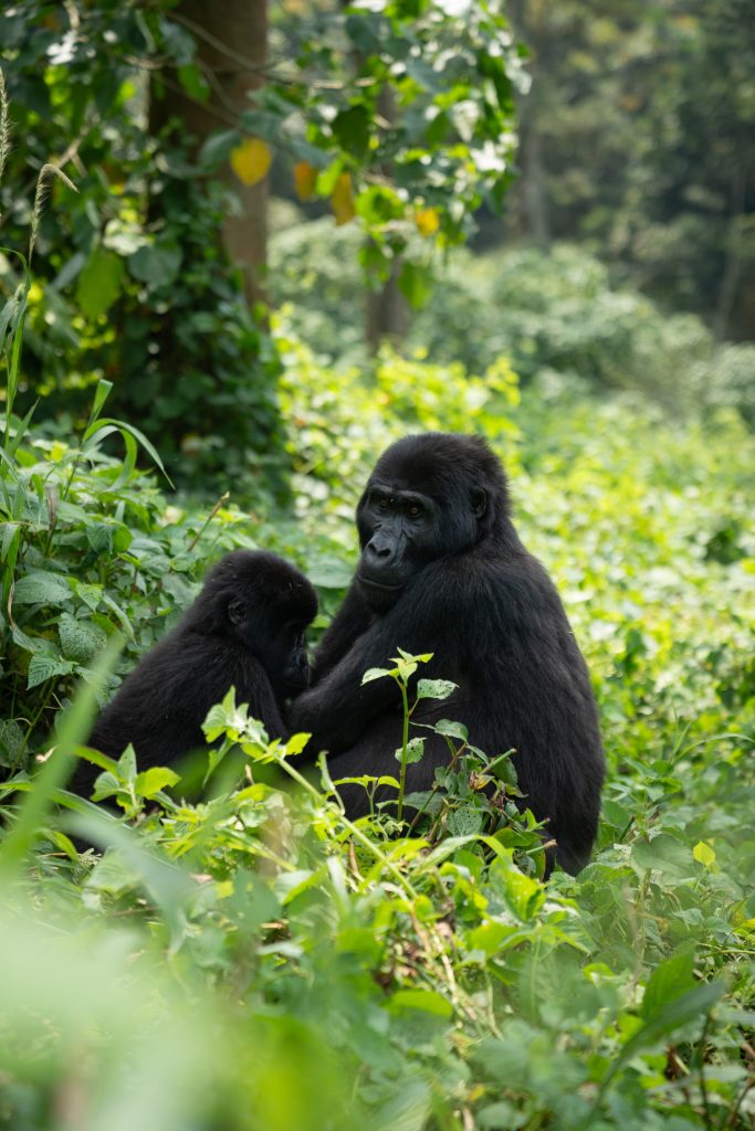 10 Days Gorilla, Wildlife & Culture Tour
