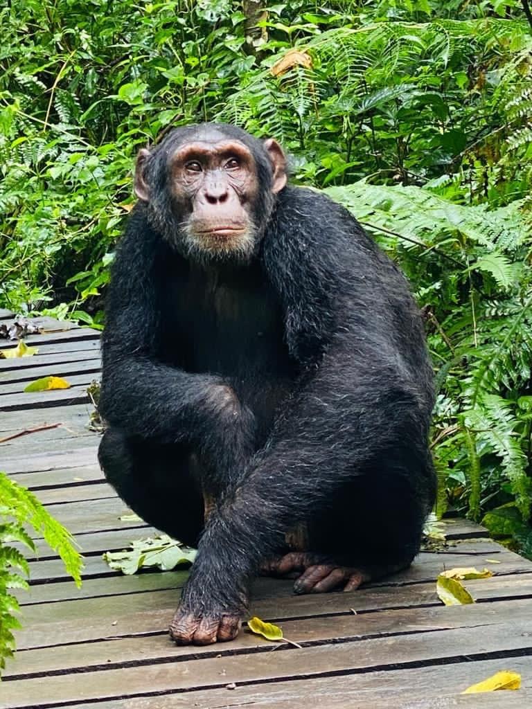 1-Day Chimpanzee Island -Ngamba