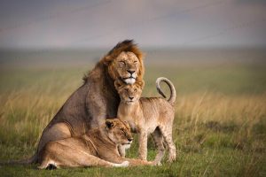 13 Days Kenya–Uganda Safari Adventure