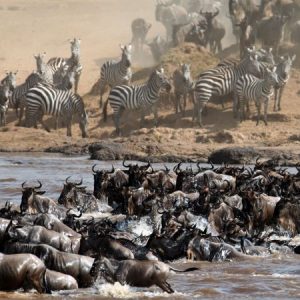 10 Days Great Migration & Gorilla