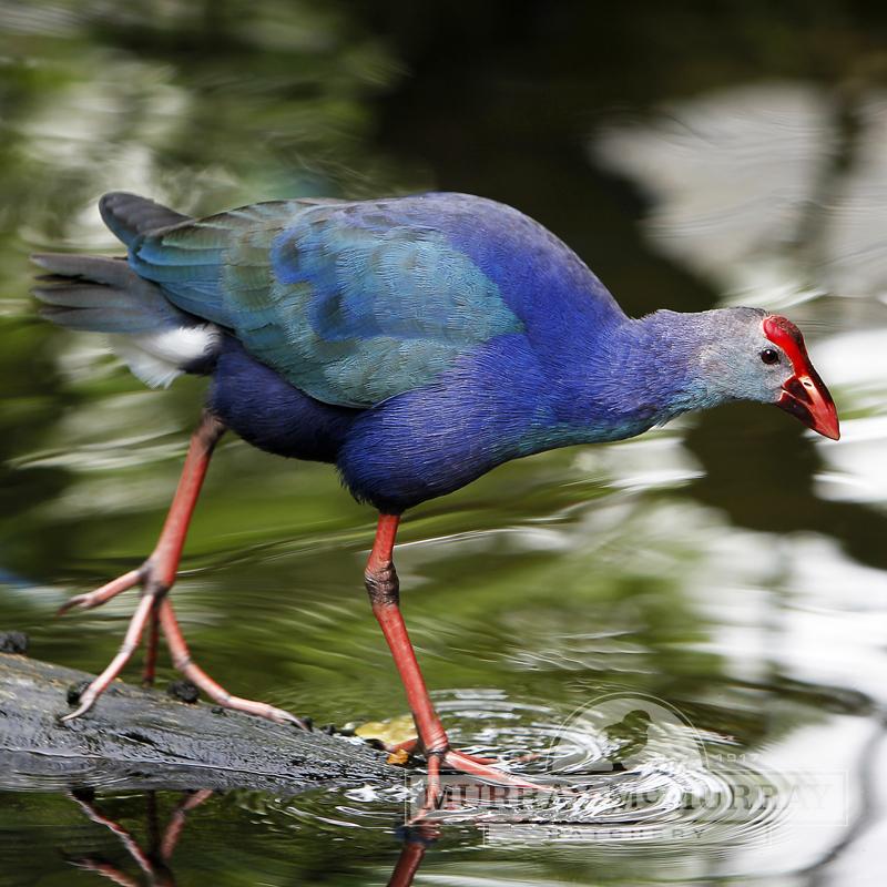The 1 Day Mabamba Shoebill birding
