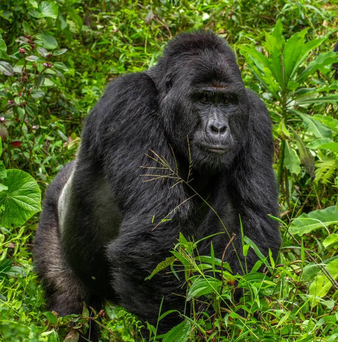3 Days Luxury Gorilla Rwanda Trek