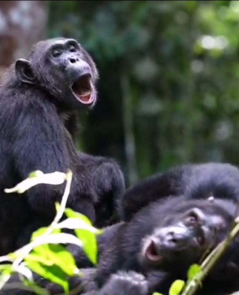 13 Day Uganda Rwanda Safari