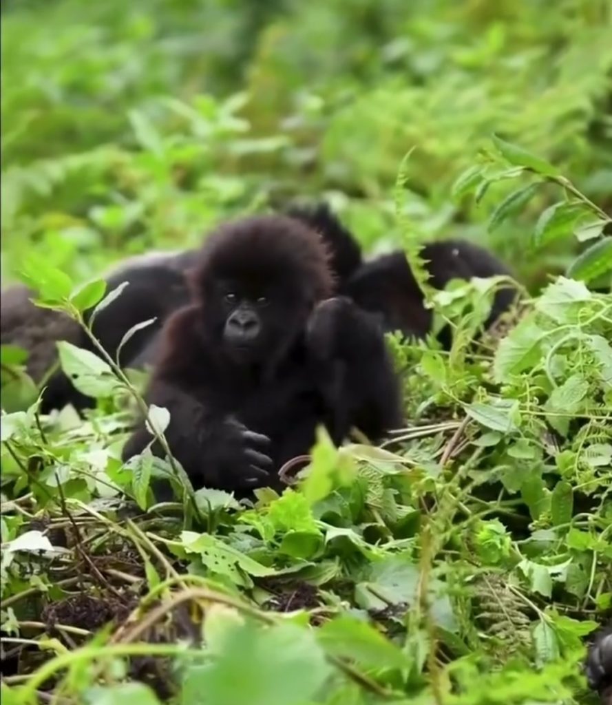 12 Days Uganda Luxury Gorilla Safari
