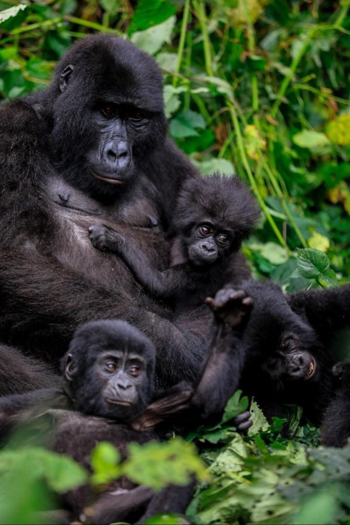 12-Day Uganda Wilderness Safari: