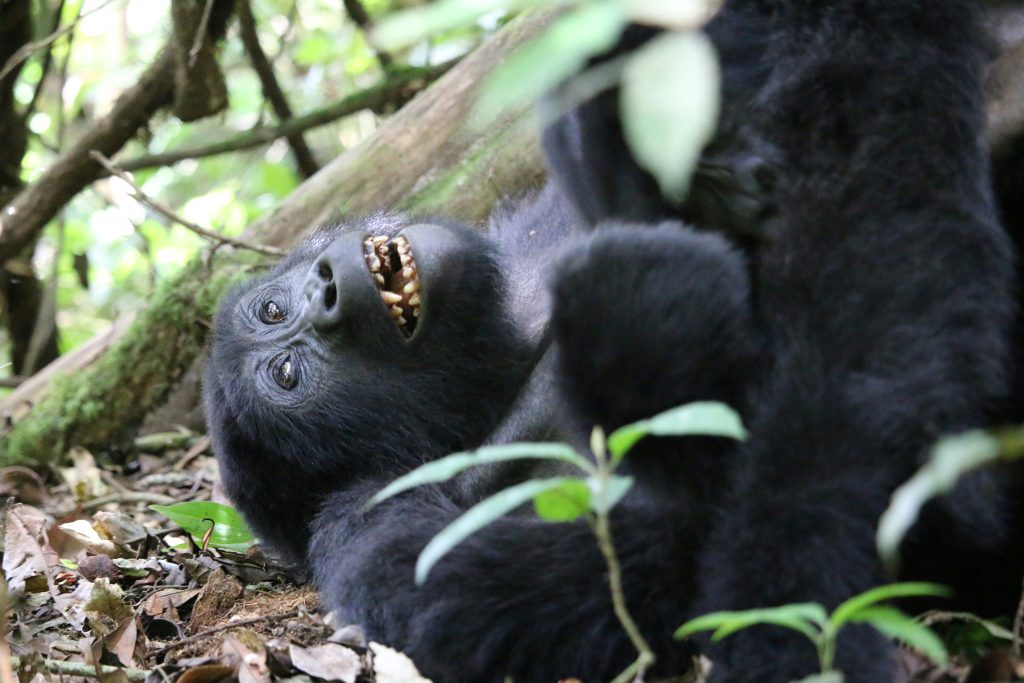 12 Days Uganda Honeymoon Safari