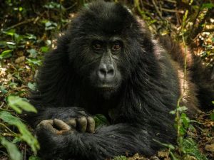 12-Day Rwanda-Uganda Gorilla Safari