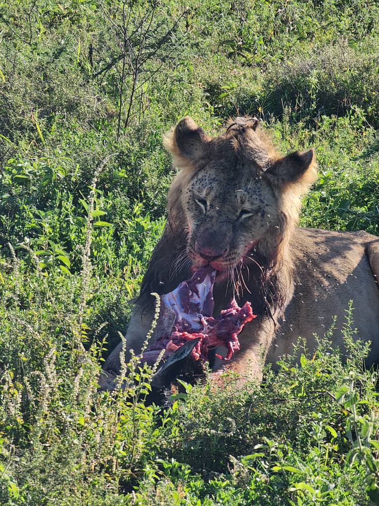 10 Day Tanzania Wilderness Safari
