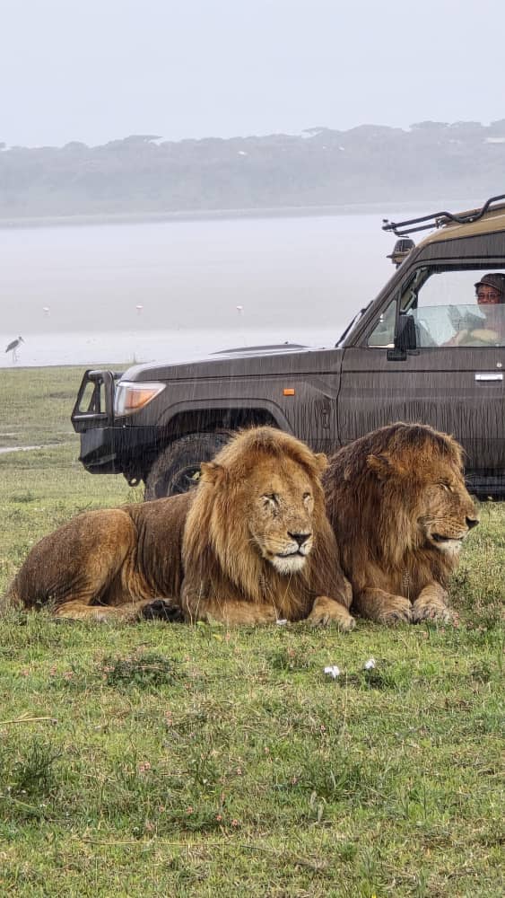 11 Days FIy - in luxury Gorilla Safari