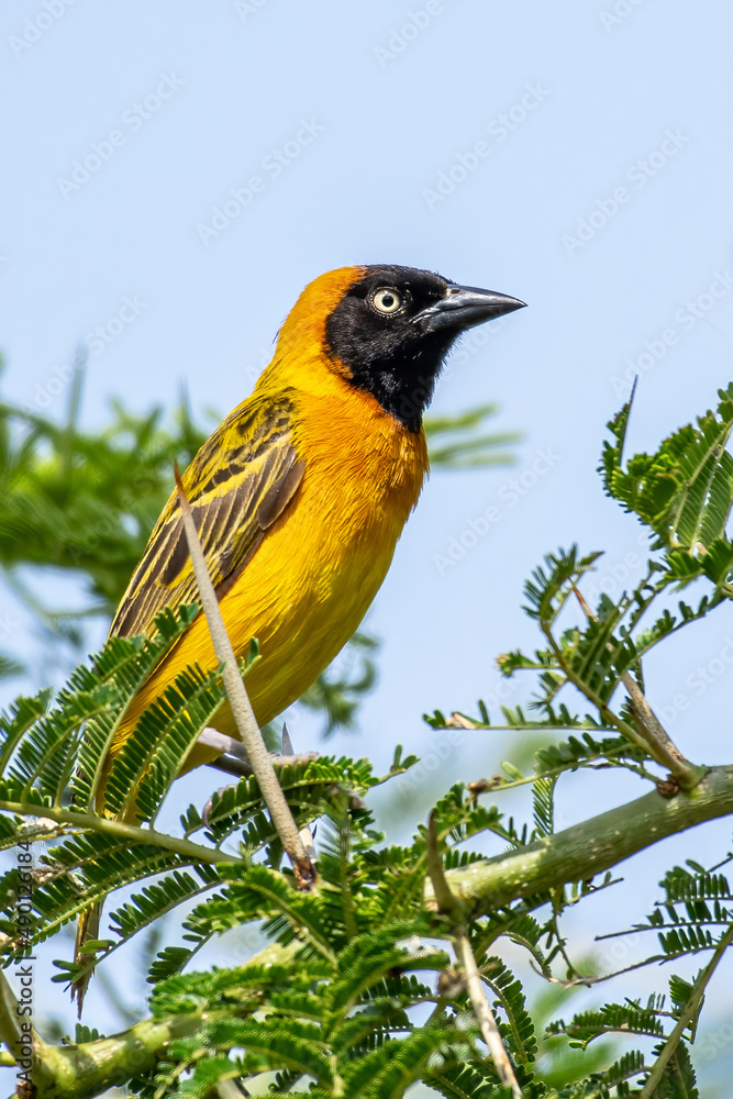 12 Days Birding Gorilla Safari Tour