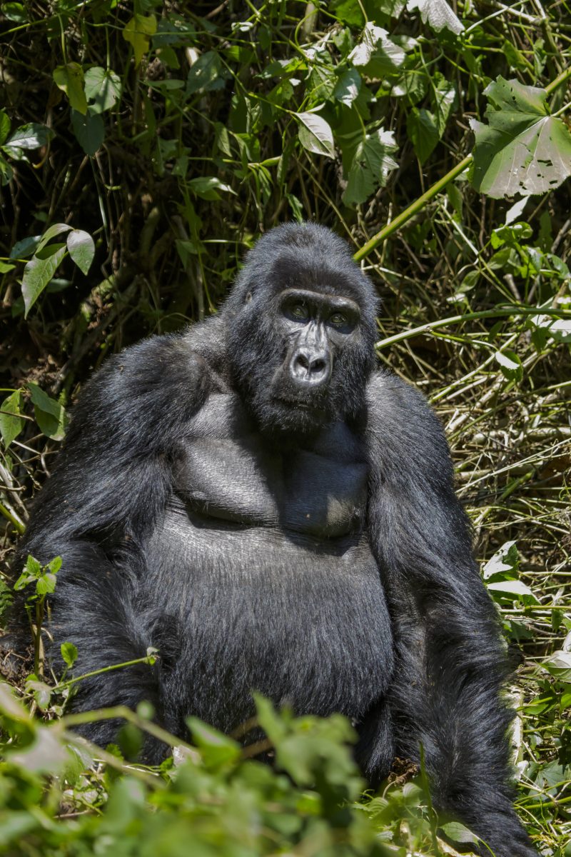 14 Day Bwindi-Serengeti- Masai Mara Safari