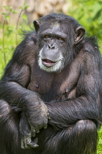 18 Days Gorilla Uganda Rwanda & DR Congo Safari