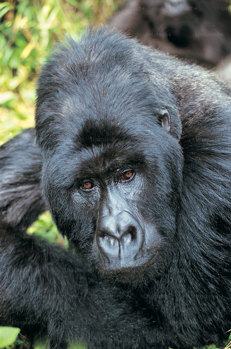 13 Days Great Apes Uganda Safari