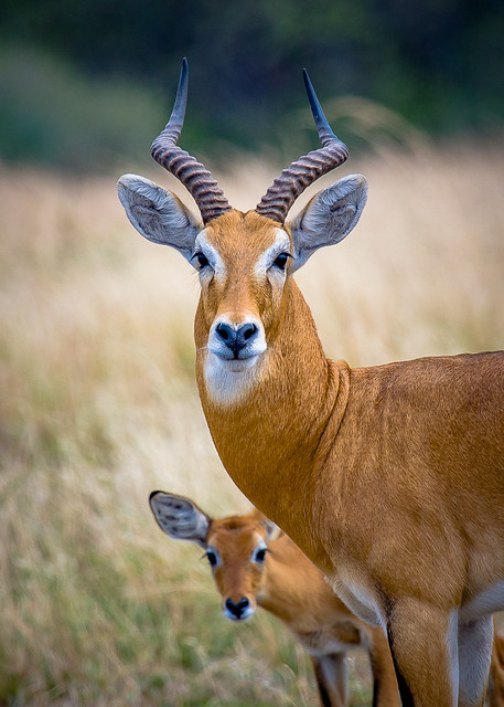 12-Day Rwanda-Uganda Gorilla Safari