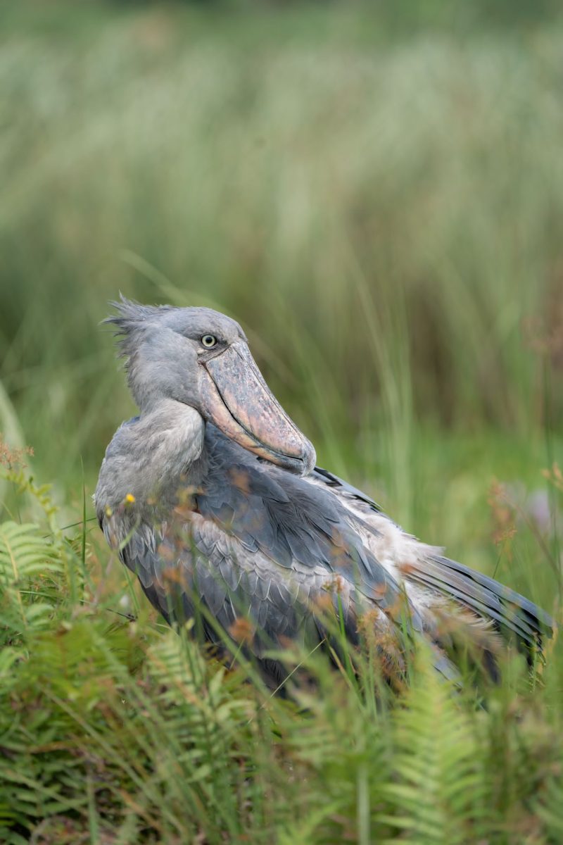 4 Day Gorilla Shoebill Safari