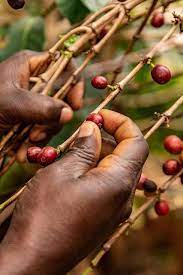 5 Days Gorilla & Coffee Tour