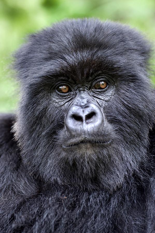 Kenya - Uganda Gorilla & Wildlife Adventure, 8-Days Safari