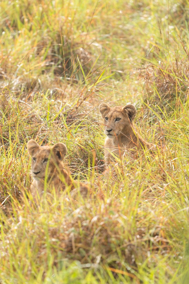 Premium 8-Days Uganda Safari: Big Five & Gorilla Experience