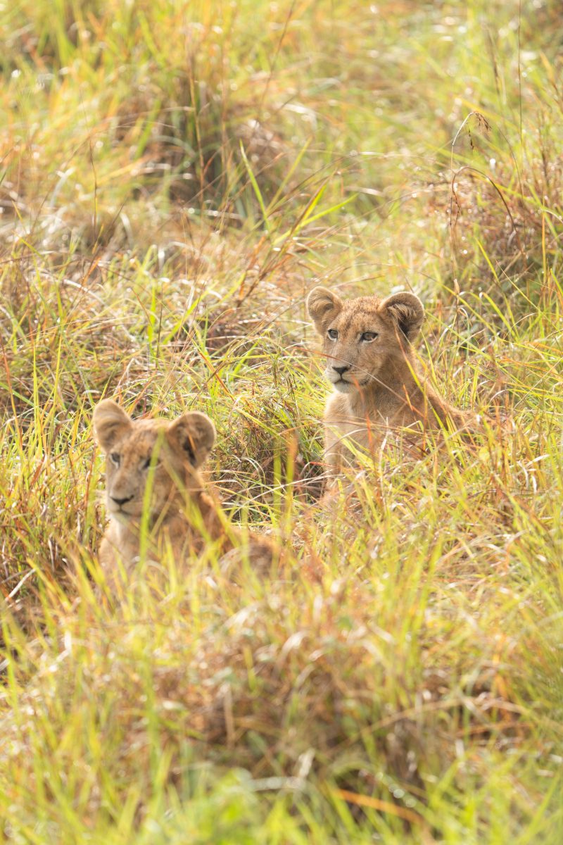 9-Days Gorilla & Wildlife Safari of Uganda’s Top National Parks