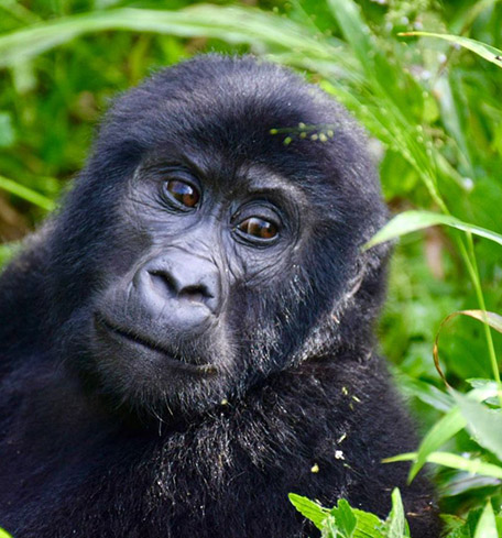 10 Days Gorilla Wildlife & Culture Tour