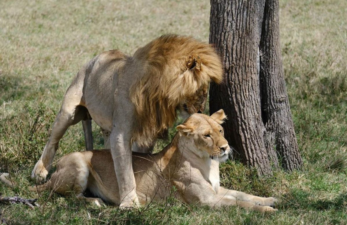 Murchison Falls National Park