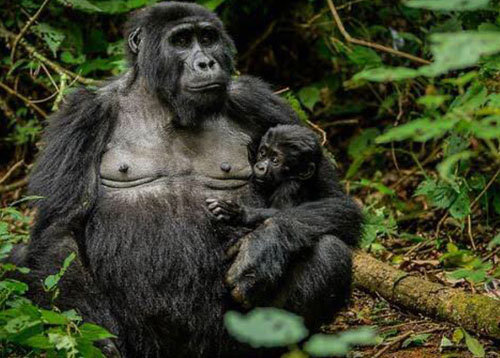 Gorilla Habituation Encounter