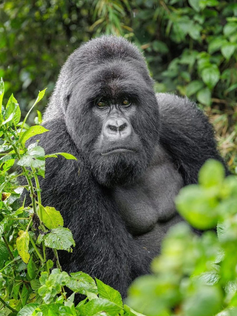 Fly-in Gorilla Safaris