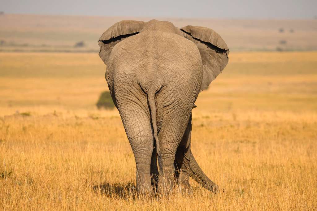 Gorilla trekking safaris