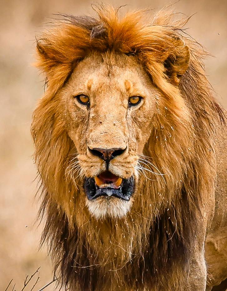 6 Days Rwanda Gorilla & Wildlife Safari