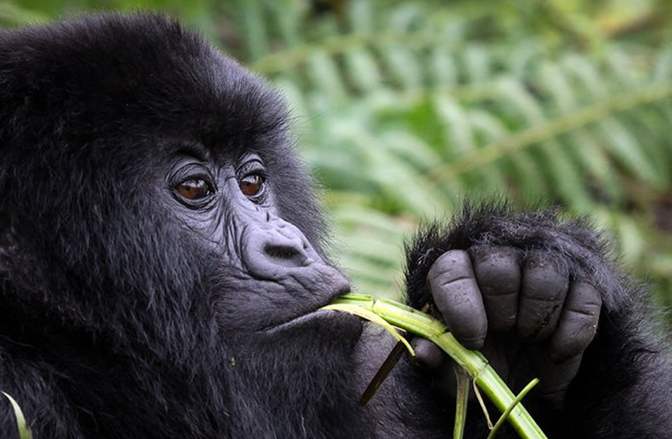 Gorilla trekking safaris