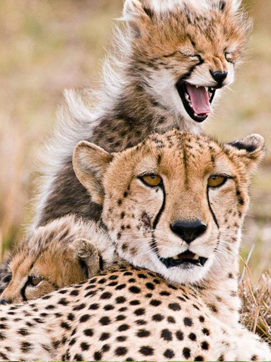 Fly-in Gorilla Safaris