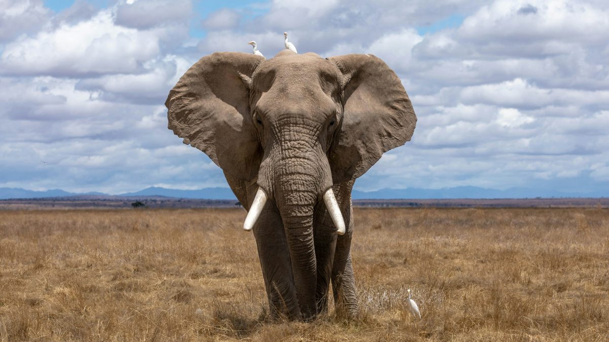 Amboseli National Park