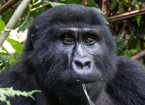 Family Safaris Tours