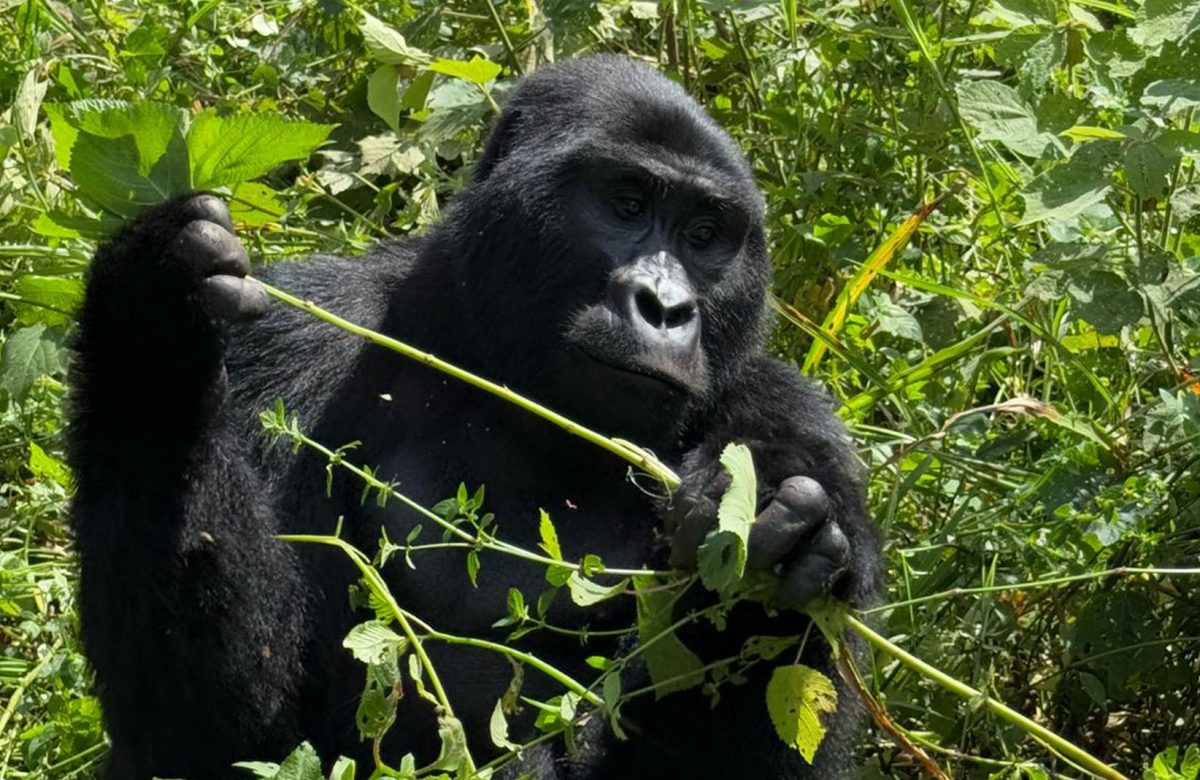 Gorilla Trekking Preparation