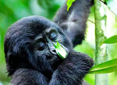 Gorilla Habituation Encounter