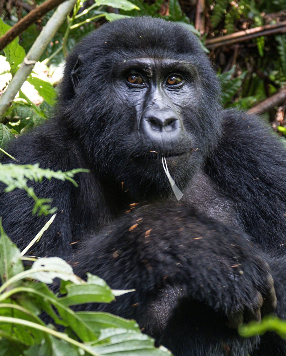 Fly-in Gorilla Safaris