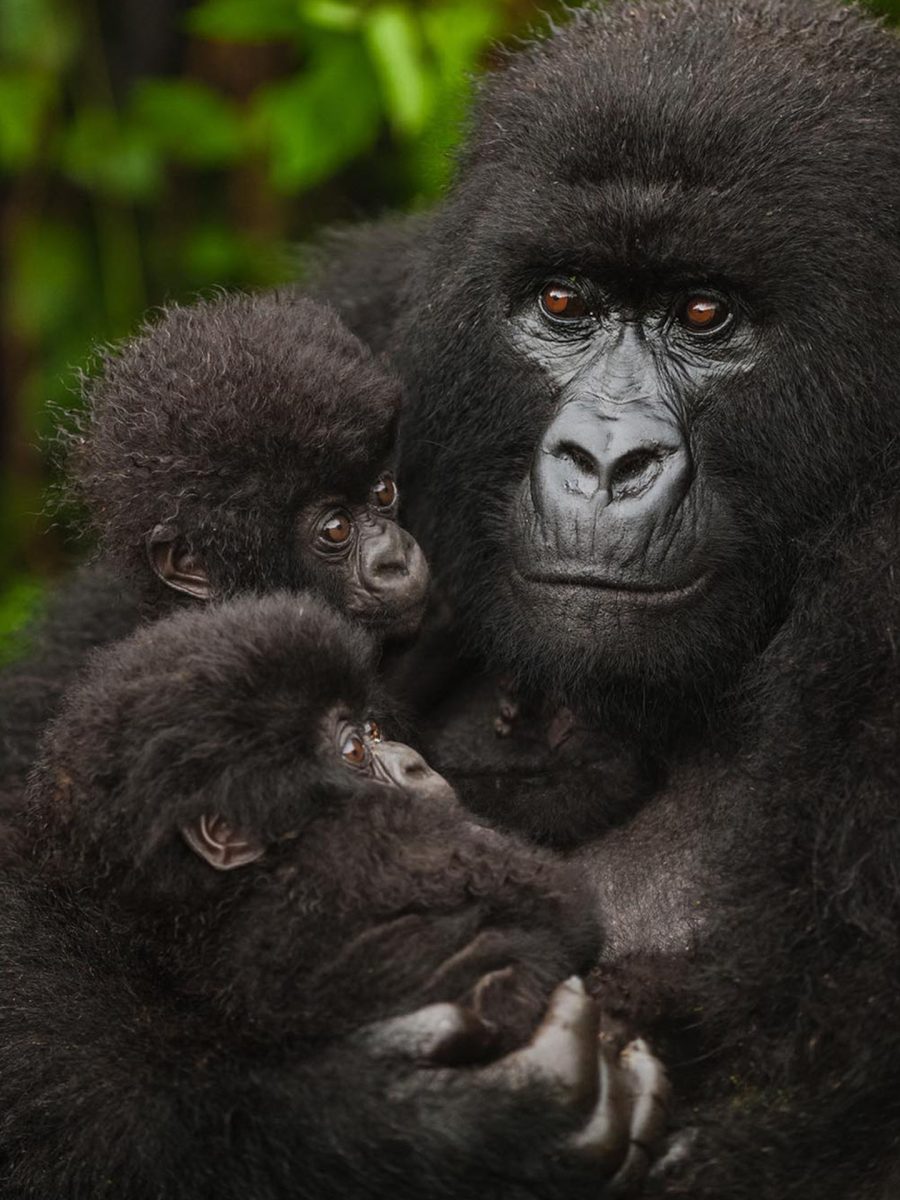 Fly-in Gorilla Safaris