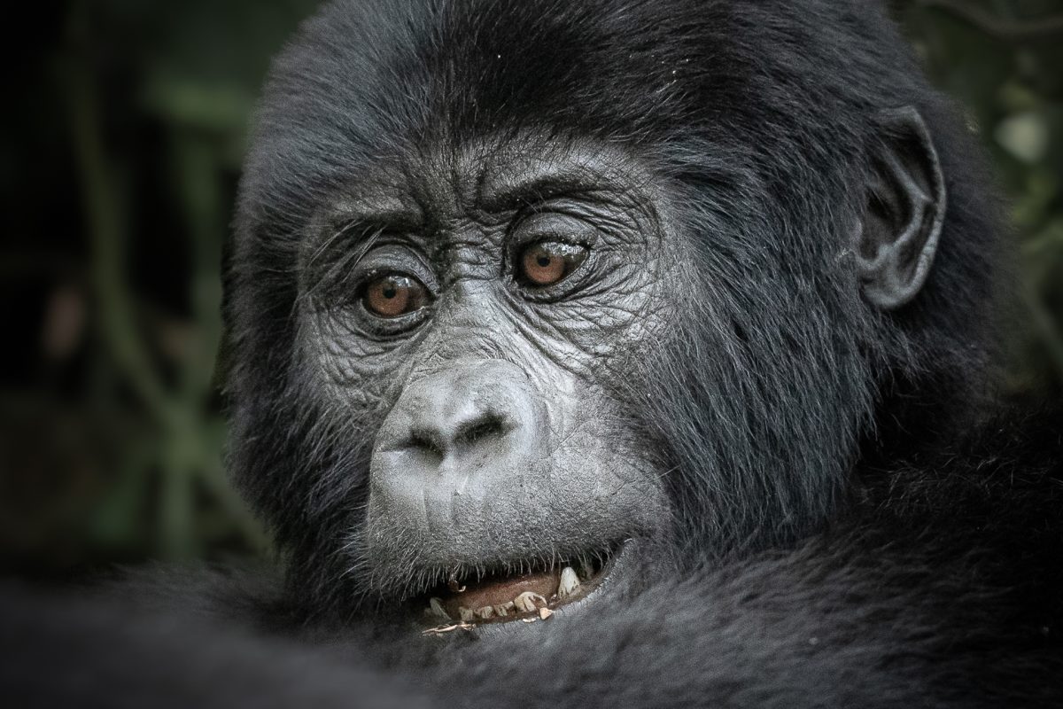 Gorilla trekking safaris