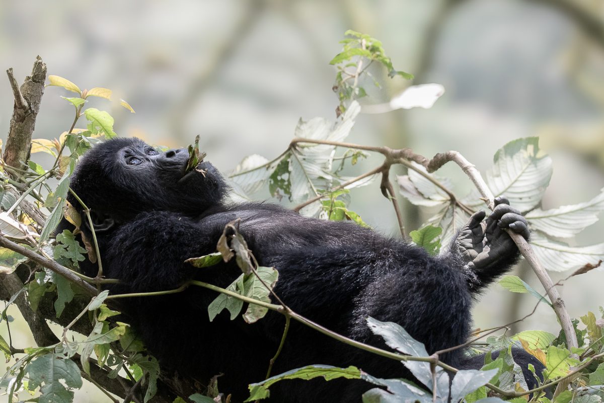 Gorilla trekking safaris