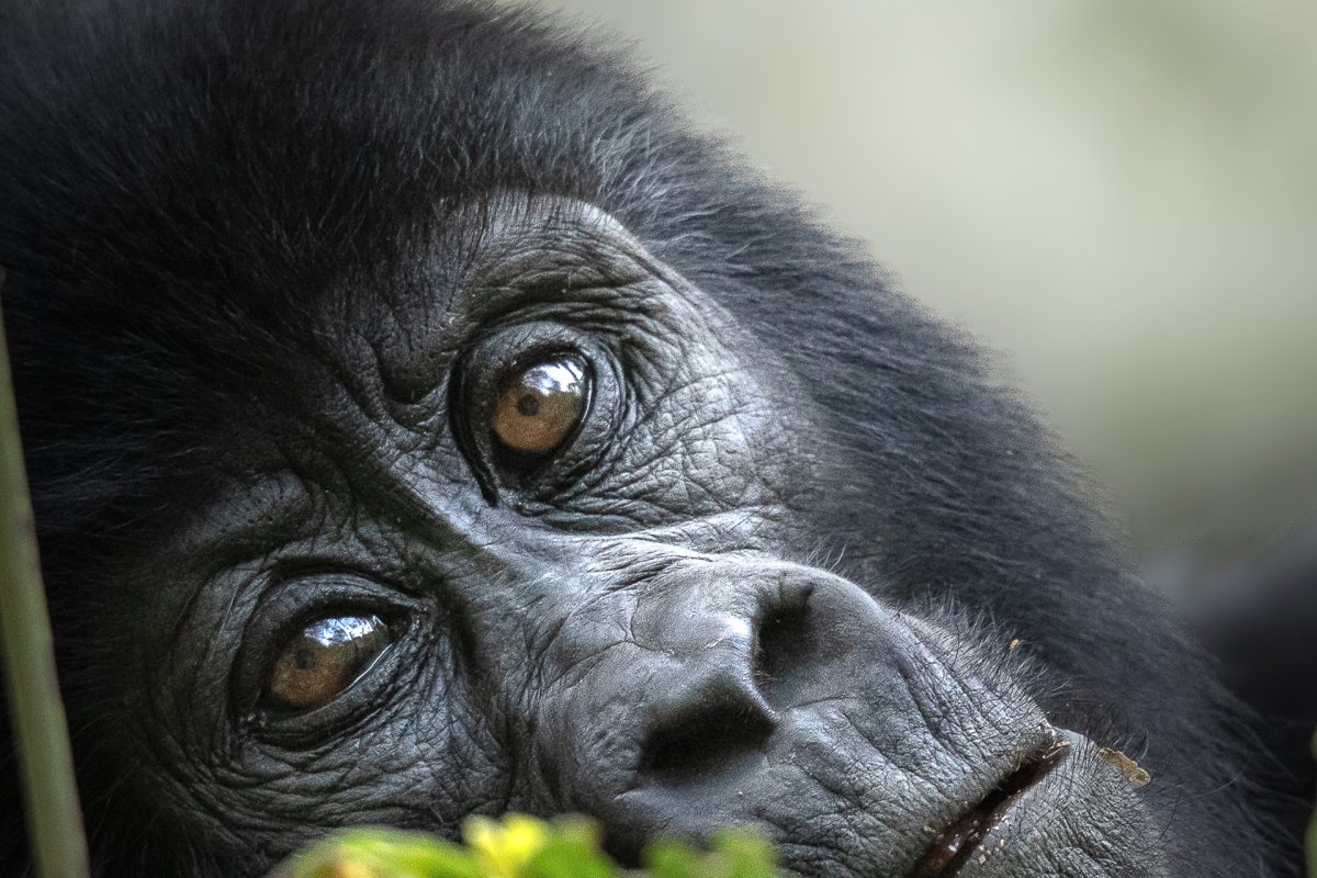 Gorilla Trekking Safaris