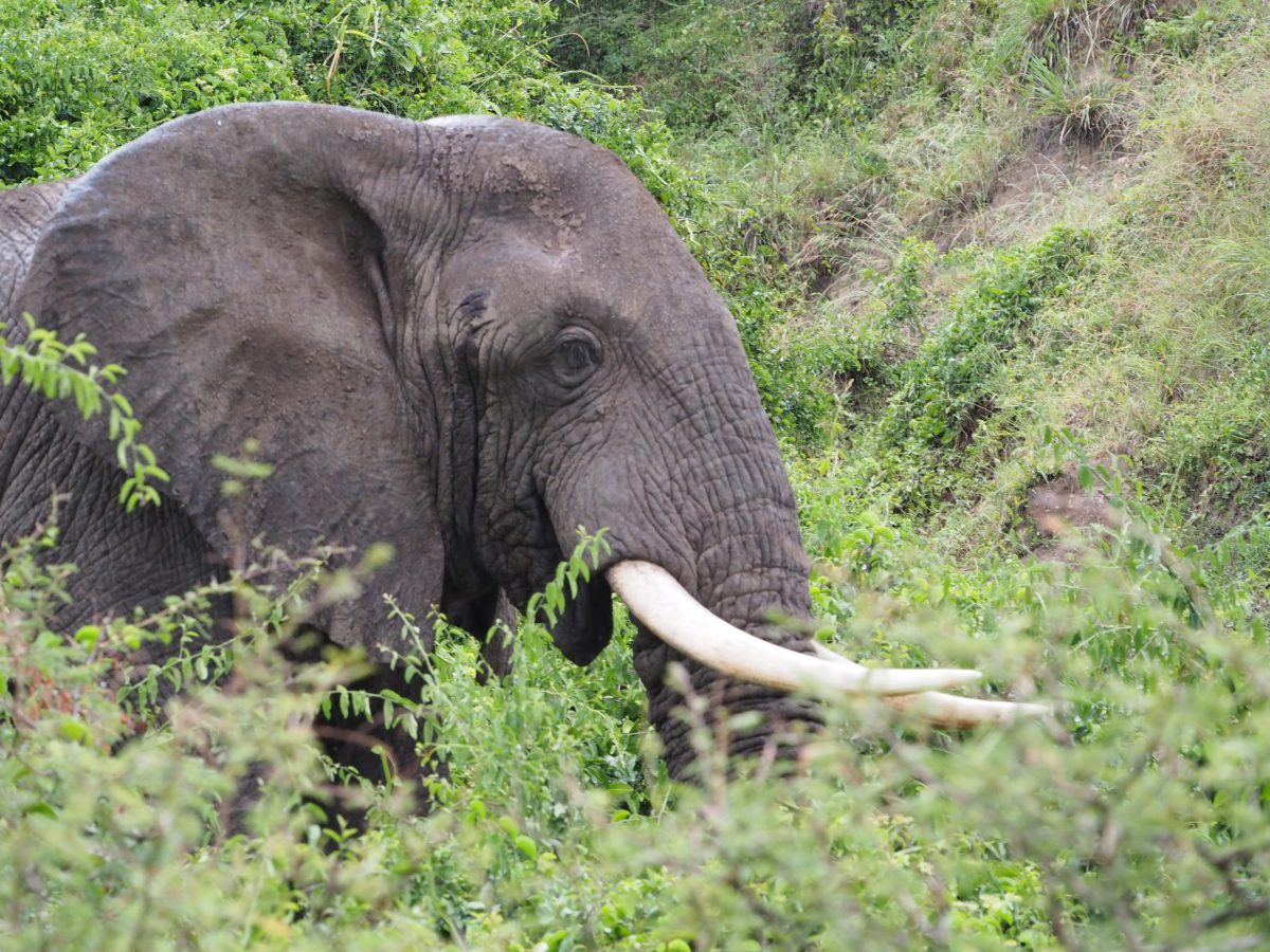 10 Days Gorilla Wildlife & Culture Tour