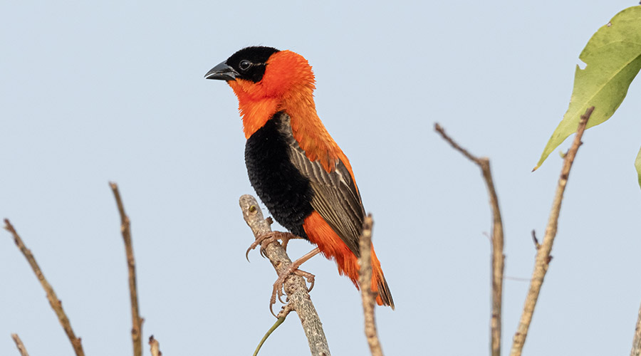 Murchison Falls National Park