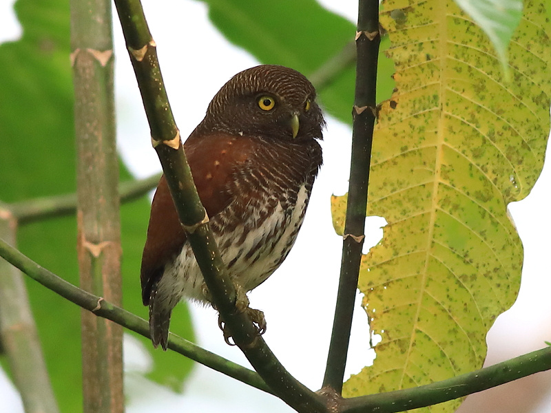 Nyungwe Forest National Park