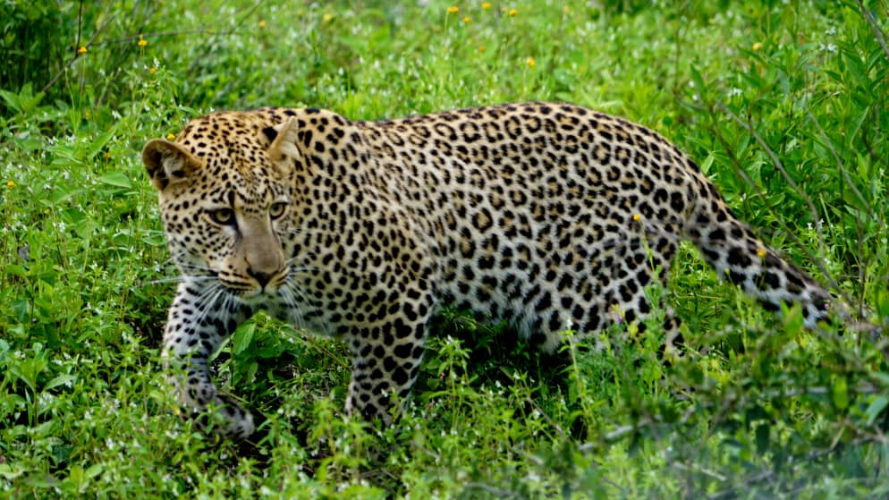 Murchison Falls National Park