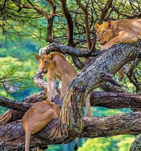 10 Days Gorilla Wildlife & Culture Tour