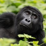 Leading Gorilla Trekking Country