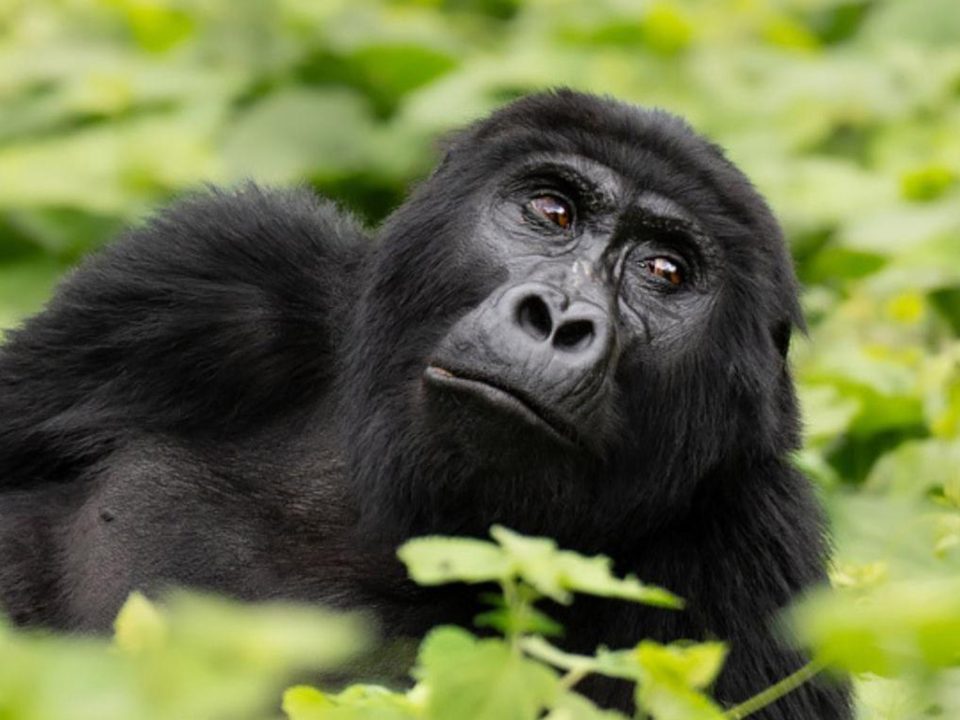 Best Gorilla Trekking Country