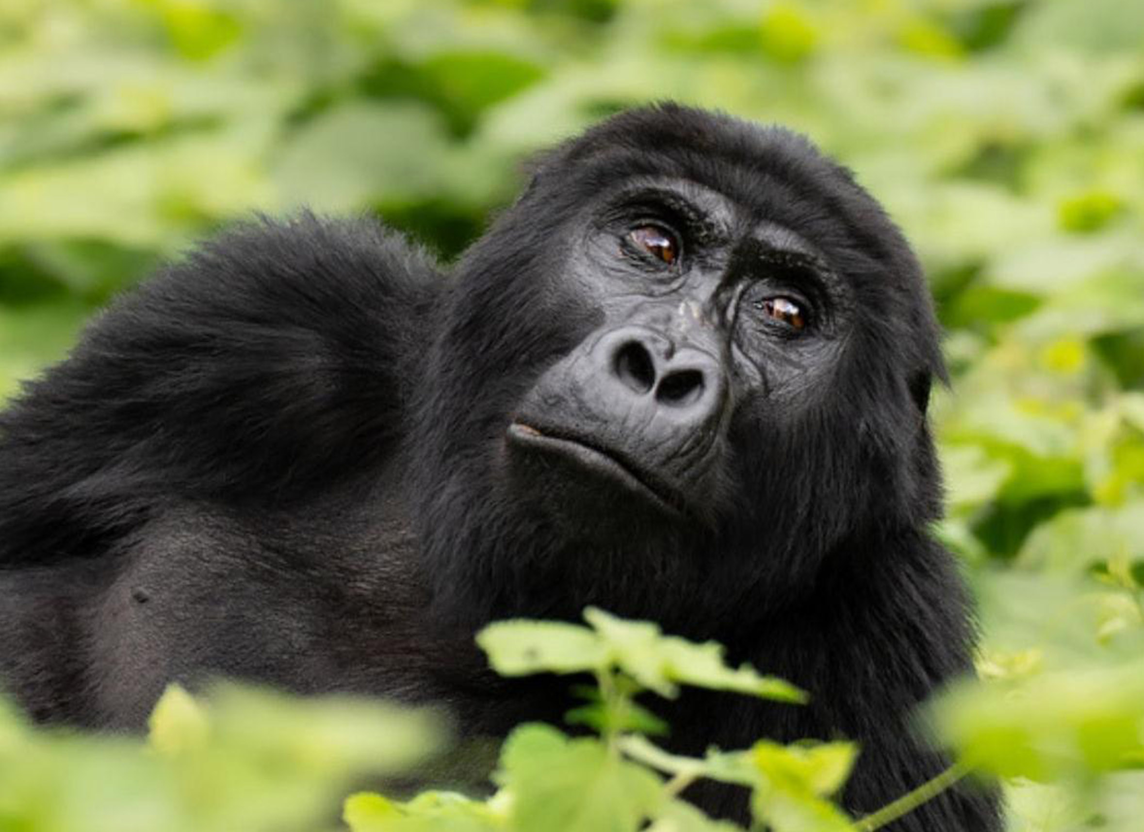 Best Gorilla Trekking Country